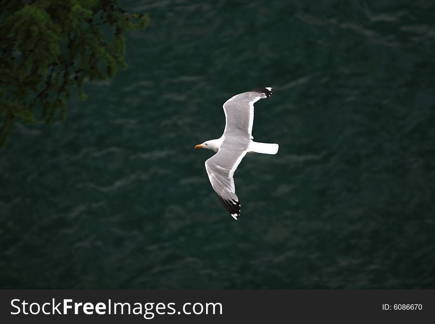 Bird in flight over the lake. Bird in flight over the lake