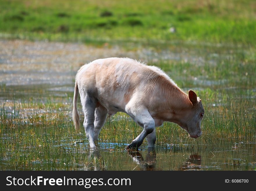 Cow eating grass in field