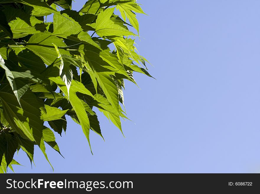 Sharp green leaves of a tree against a blue summer sky