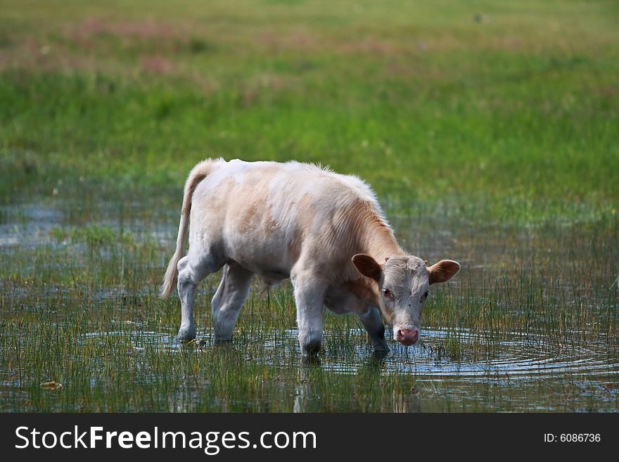 Cow eating grass in field