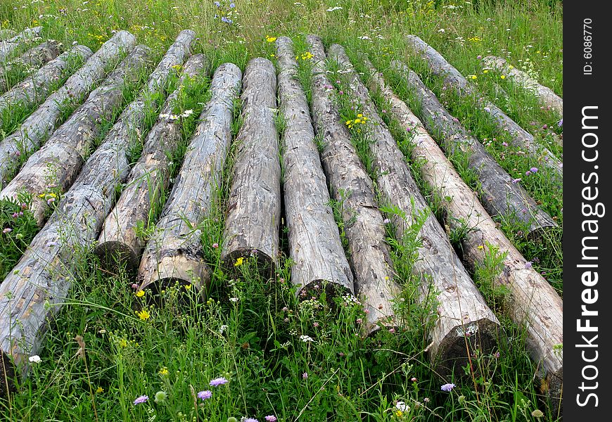 Logs in grass