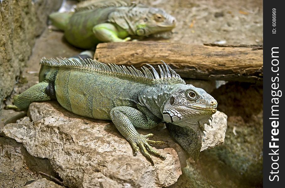 View of iguana on the stone. View of iguana on the stone