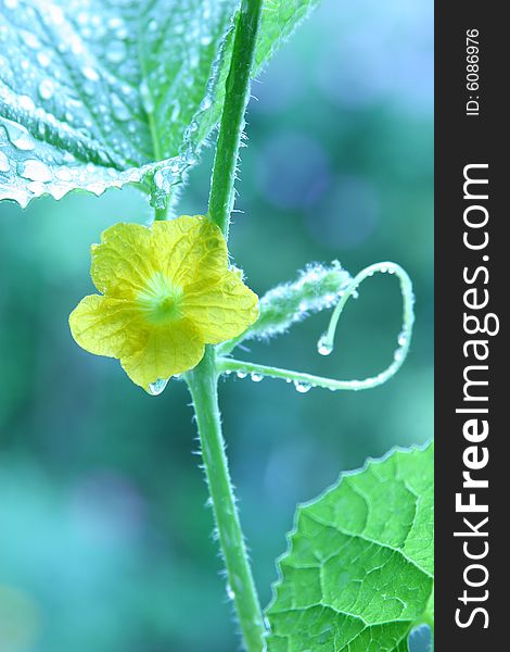 Growing green of cucumber Water Drop on the leaf. Growing green of cucumber Water Drop on the leaf