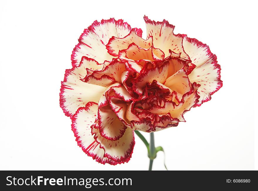 Close up of a Carnation flower isolated on white