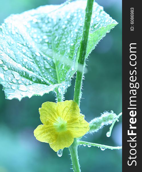 Growing green of cucumber
 Water Drop on the leaf. Growing green of cucumber
 Water Drop on the leaf