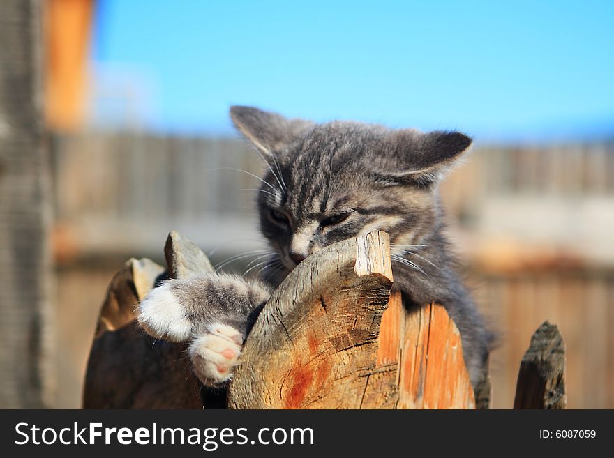 Grey Kitten is looking around