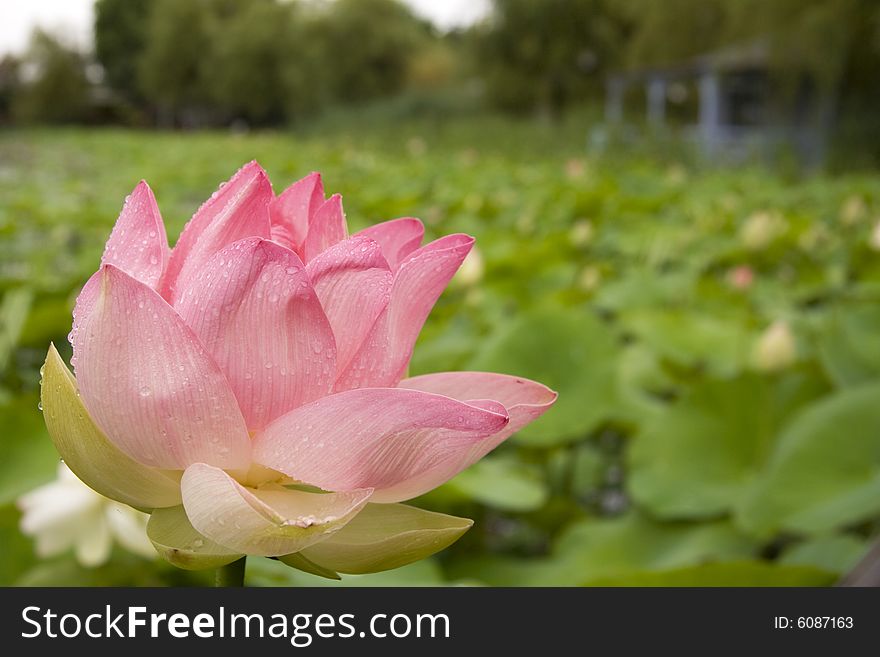 Close up of a pink lotus flower with a background of green leaves on a lake