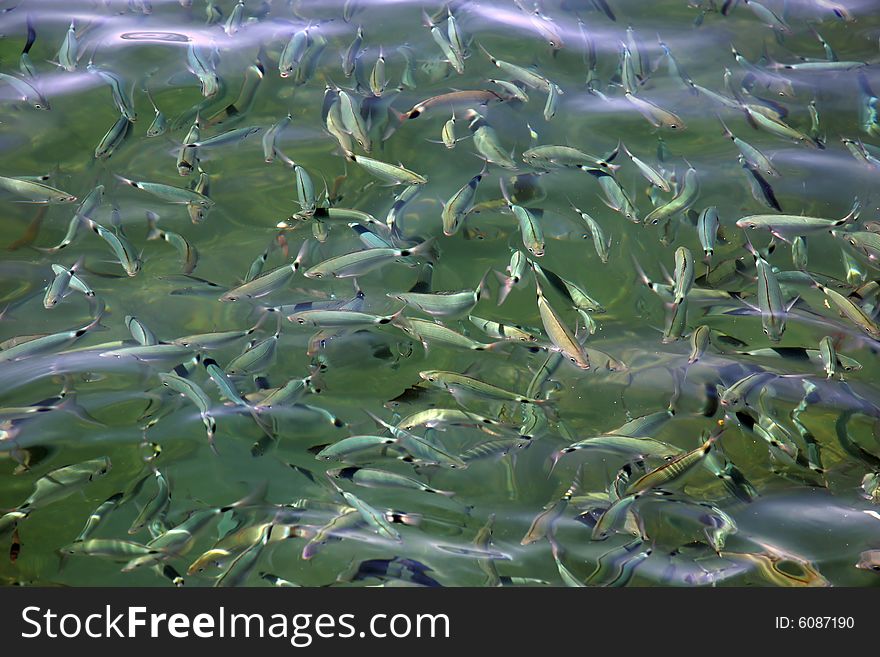 Jamb of fishes at a surface of water