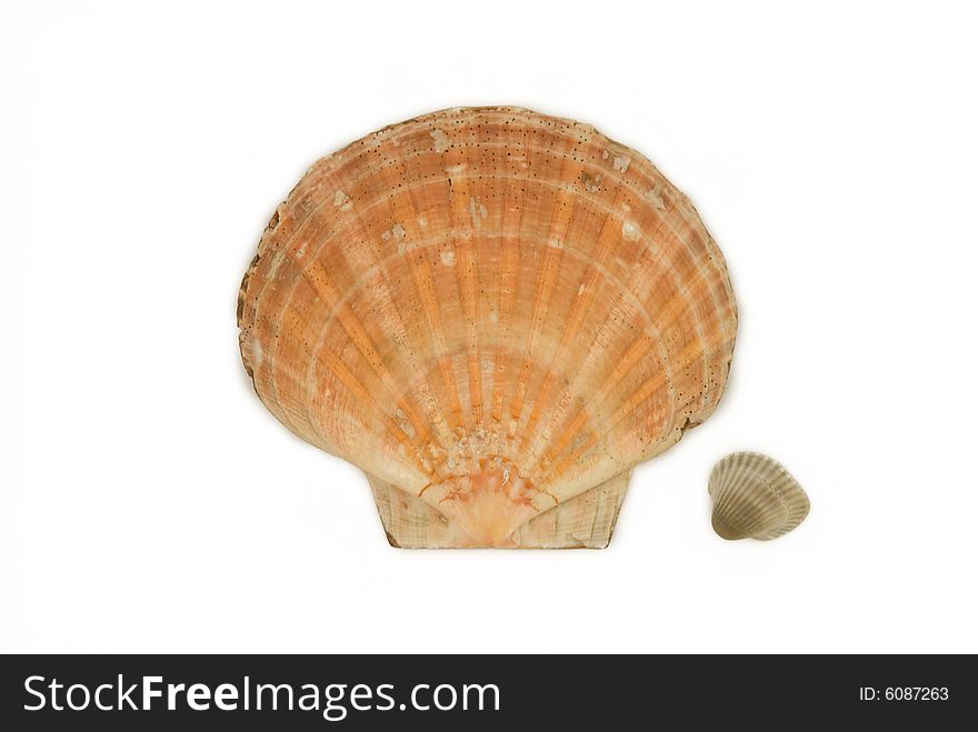 One big and one small shell isolated on the white background. One big and one small shell isolated on the white background