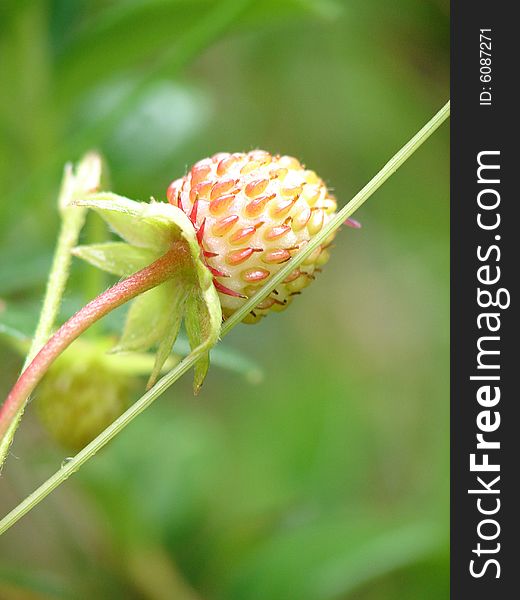 Unripe wild strawberry in forest