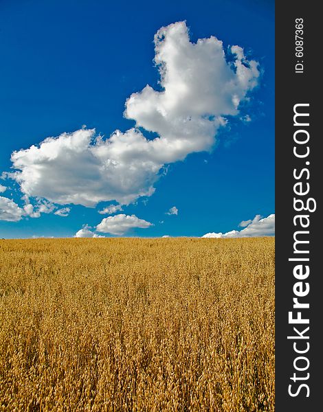 An image of yellow field under sky with white clouds