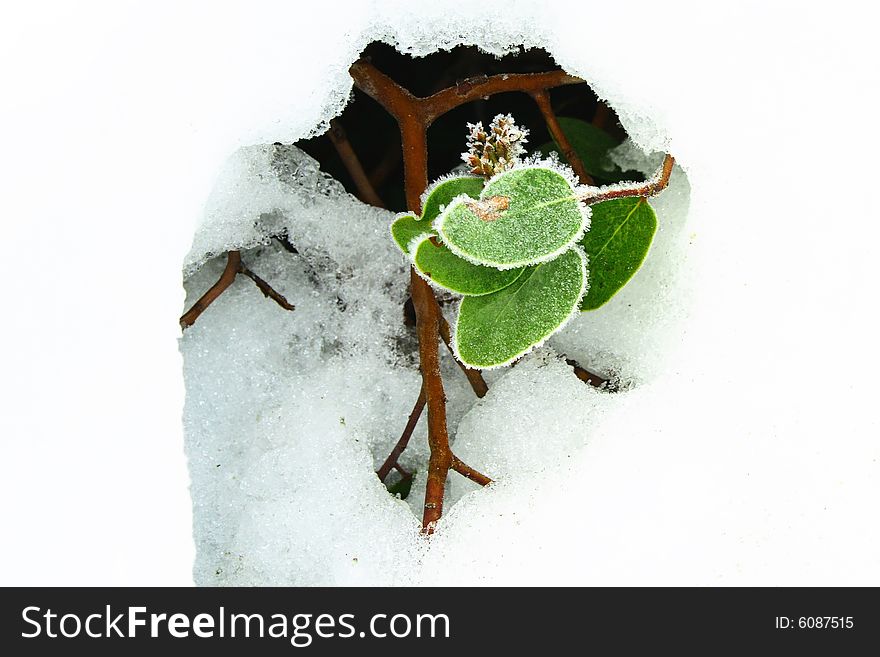 A frosty plant growing in a hole in the snow
