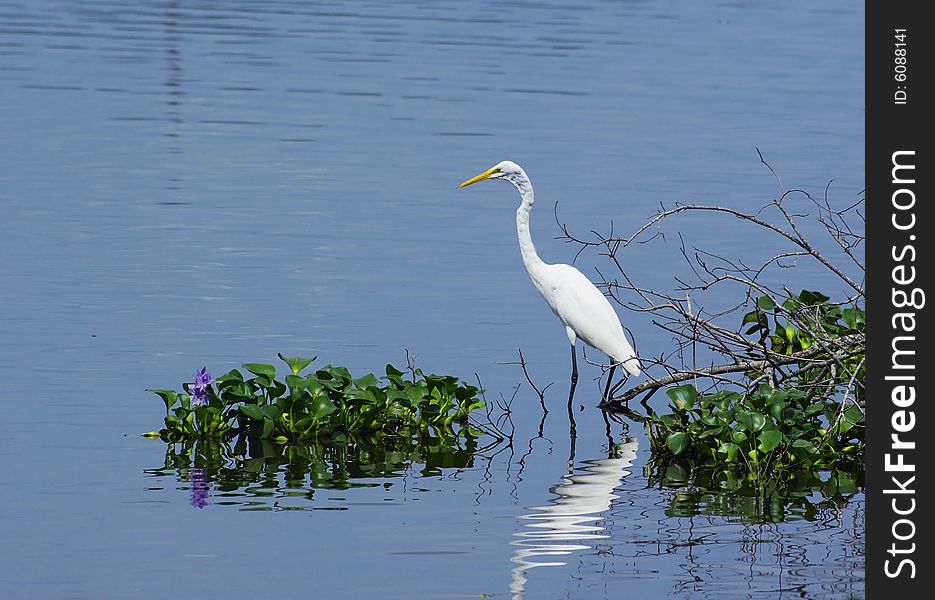 White Heron