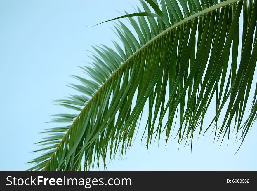 Palmtree leaves against a clear blue sky. Palmtree leaves against a clear blue sky