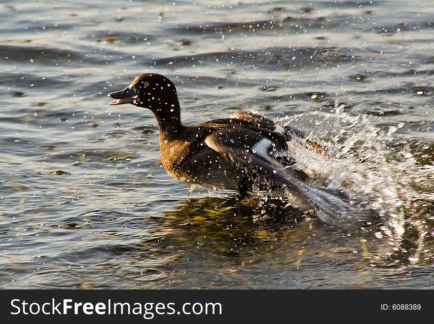 Duck splashing water. Bird escape. Duck splashing water. Bird escape.