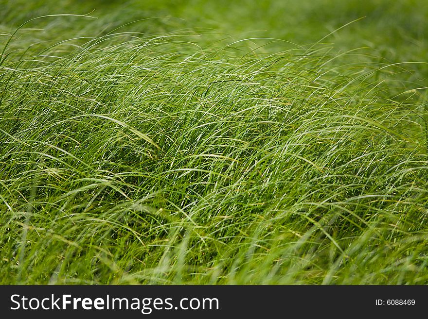 The color image of the grass covered by a sunlight