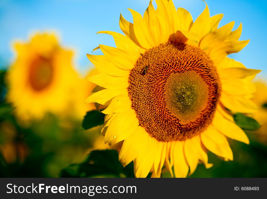 Bright Yellow Sunflowers