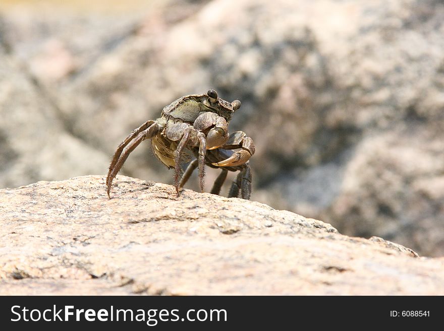 A fiddler crab on a granite rock, shore of the Yellow Sea in Korea.