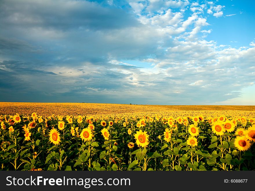 Field Of Sunflowers