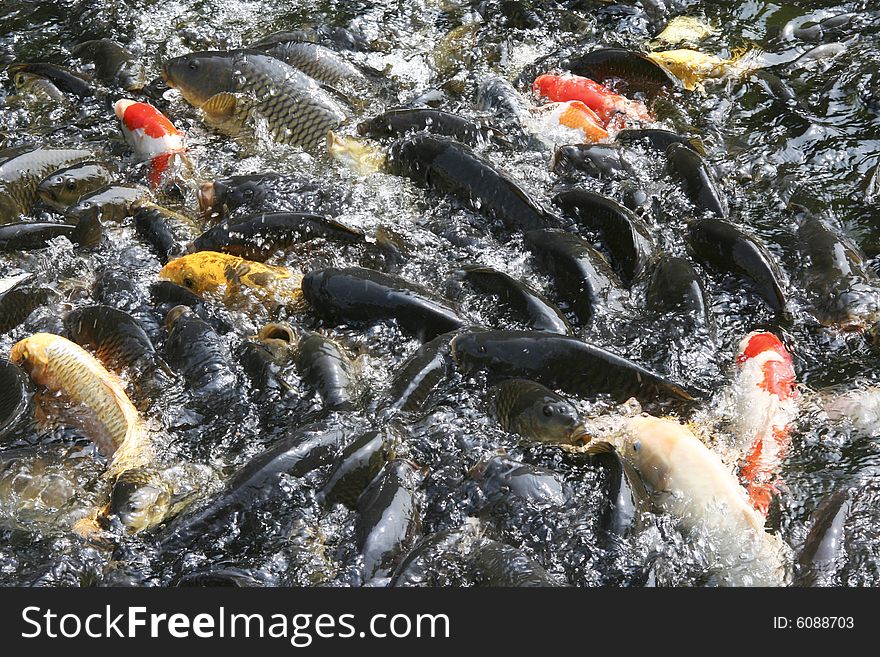 Plenty of hungry carp fish swimming in the pond (typical Chinese, Korean, Japanese park pond fish). Plenty of hungry carp fish swimming in the pond (typical Chinese, Korean, Japanese park pond fish)