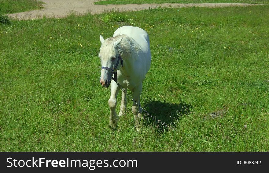 White Horse Standing On A Meadow