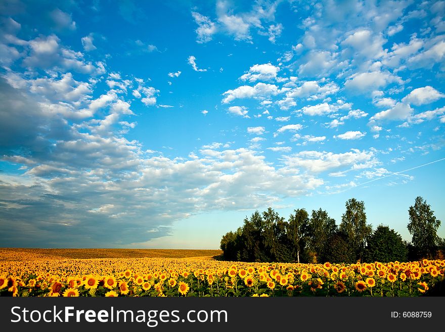 Field Of Sunflowers