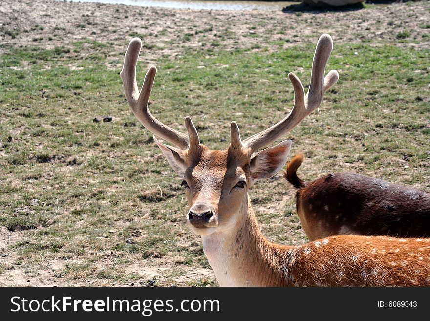Image of a deer in the wild on a sunny day
