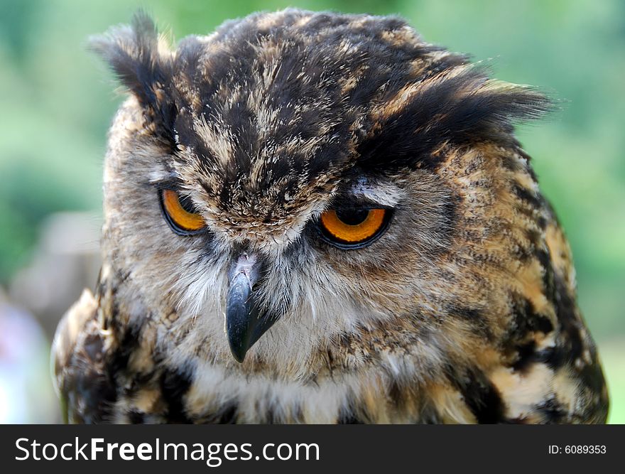 The head of a great horned owl