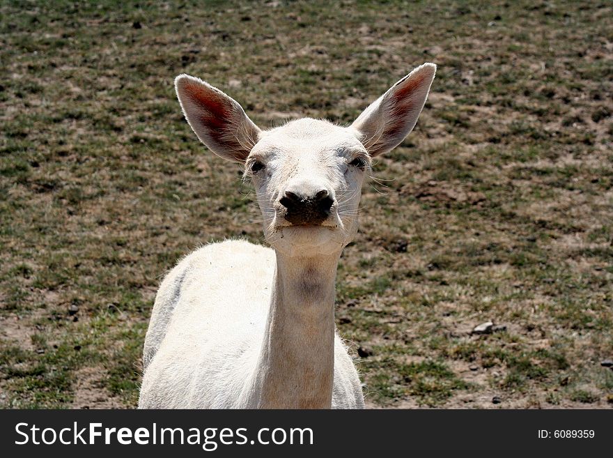 Image of a deer in the wild on a sunny day