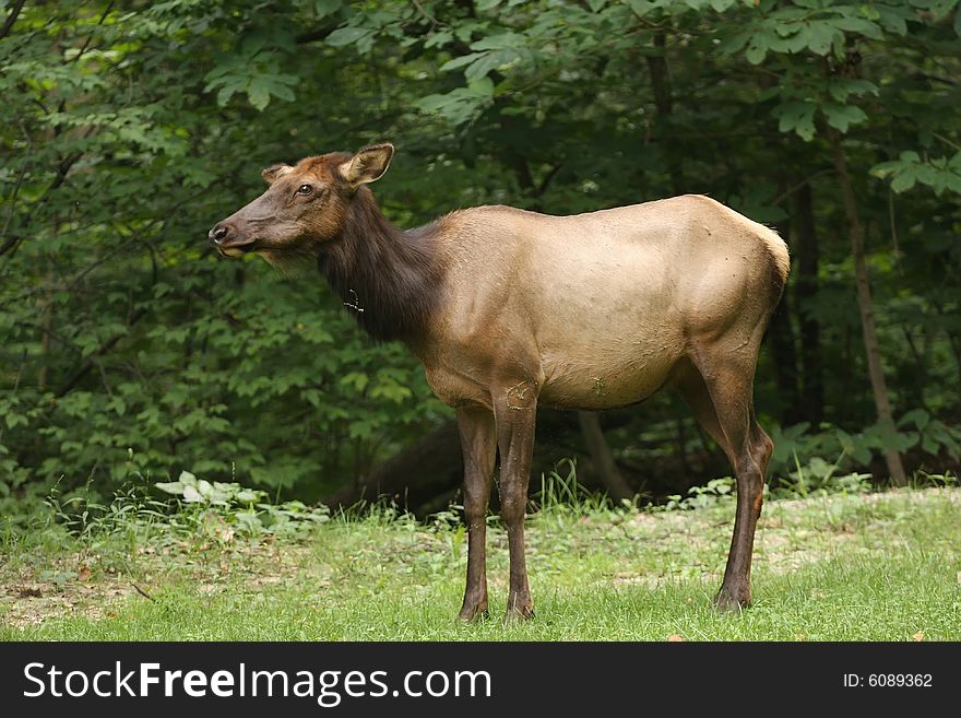 A female Cow Elk standing in a meadow.