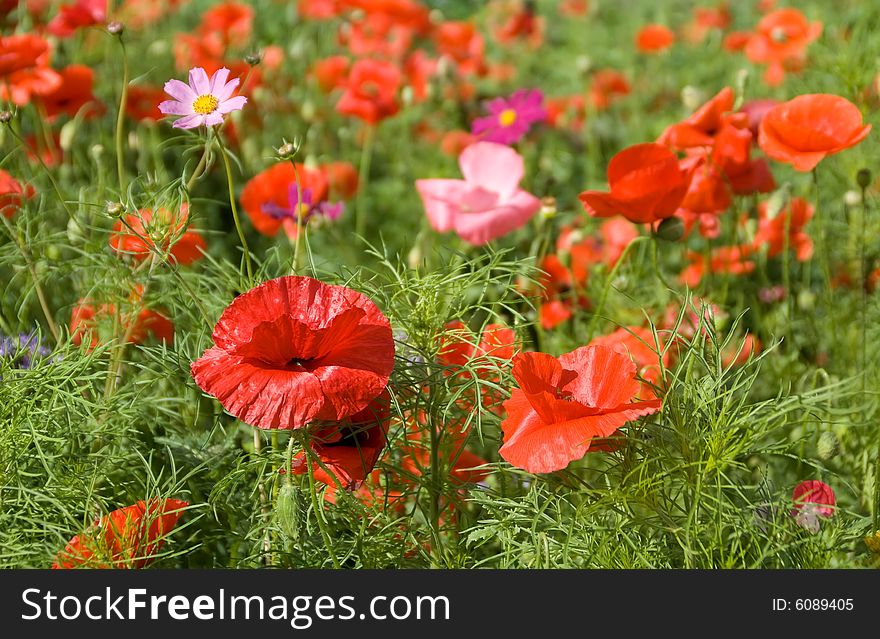 Flower background: red poppies and green grass. Flower background: red poppies and green grass