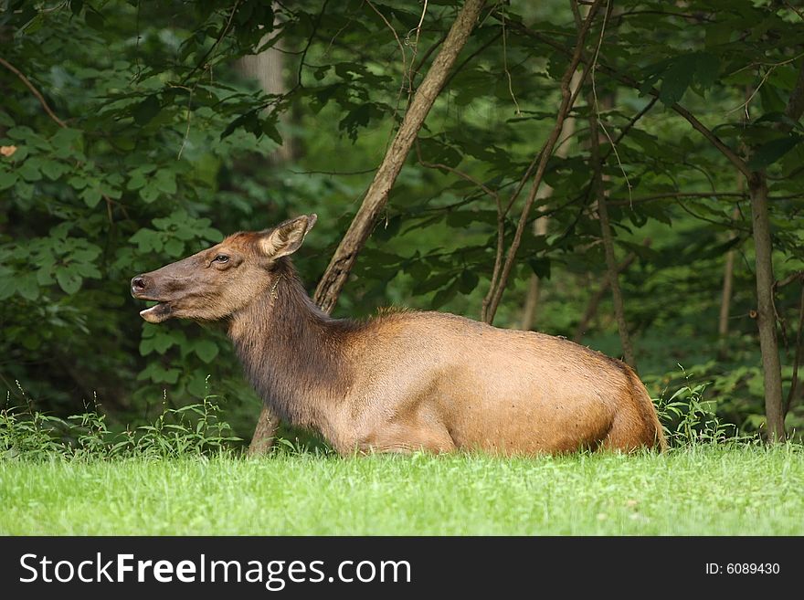 A female Cow Elk resting in a meadow. A female Cow Elk resting in a meadow.