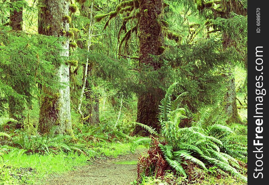 Hiking trail in green rain forest