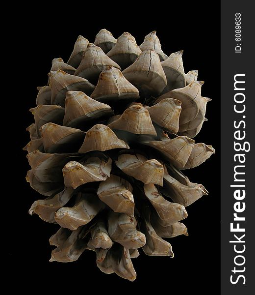 A macro image of a pine cone isolated against a black background. A macro image of a pine cone isolated against a black background
