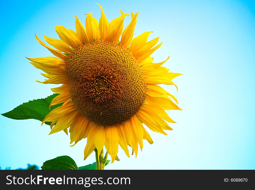 Sunflower On Background Of Sky