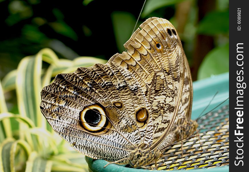 Close up shot of beautiful butterfly