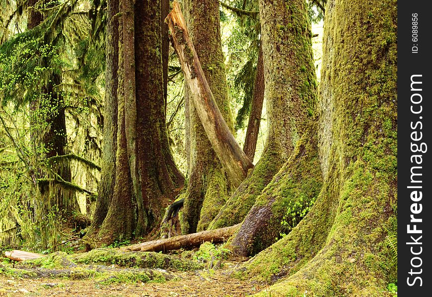 Old trunks of rainforest tress