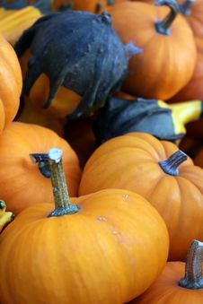 Pumpkins And Gourds Royalty Free Stock Photo Pumpkins And Gourds Royalty Free Stock Photo