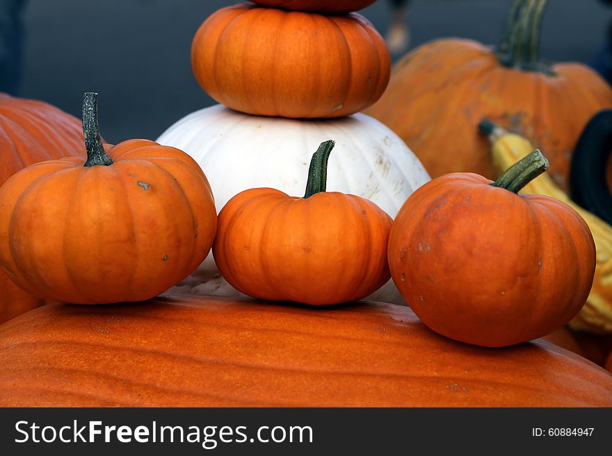 Orange and white pumpkins at local grower's market