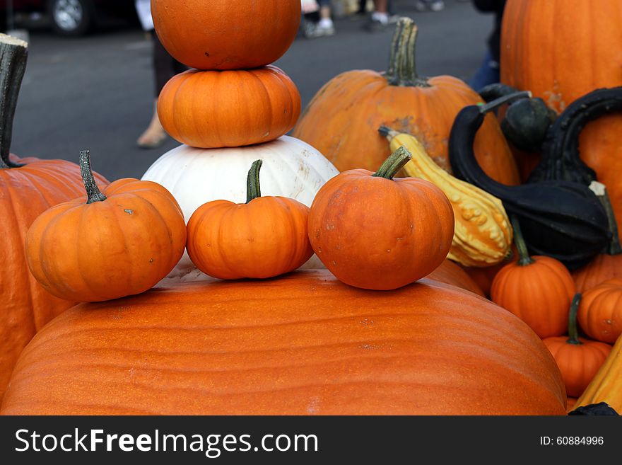 Orange and white pumpkins and decorative gourds on display at local grower's market