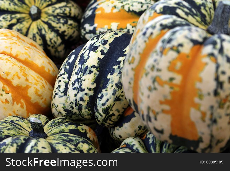 Colorful carnival squash showcasing nature's bounty