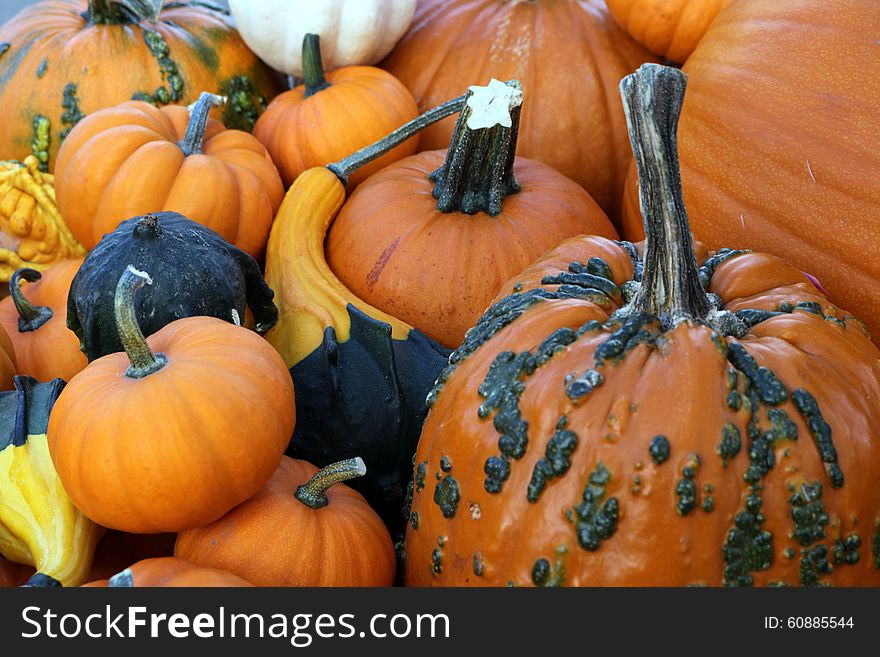 Pumpkins And Gourds