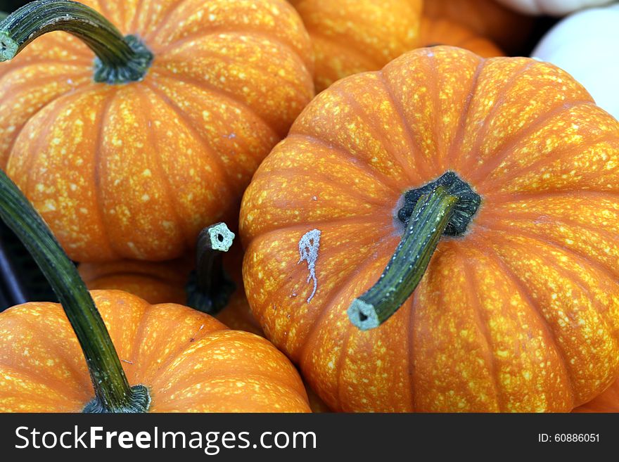 Freshly harvested pumpkins showcasing nature's bounty