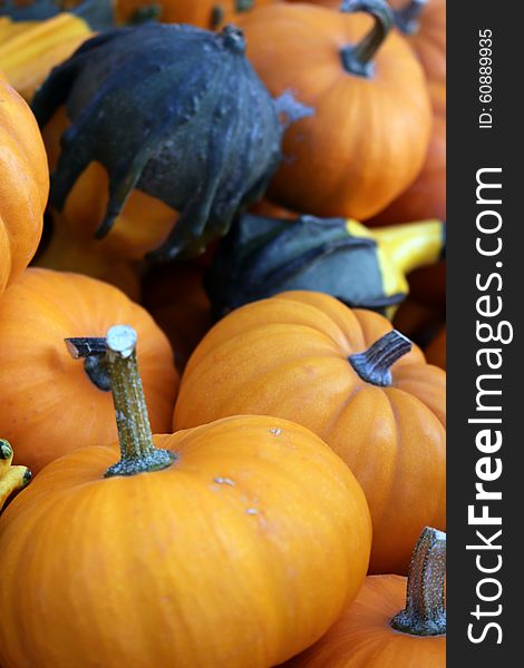 Pumpkins And Gourds