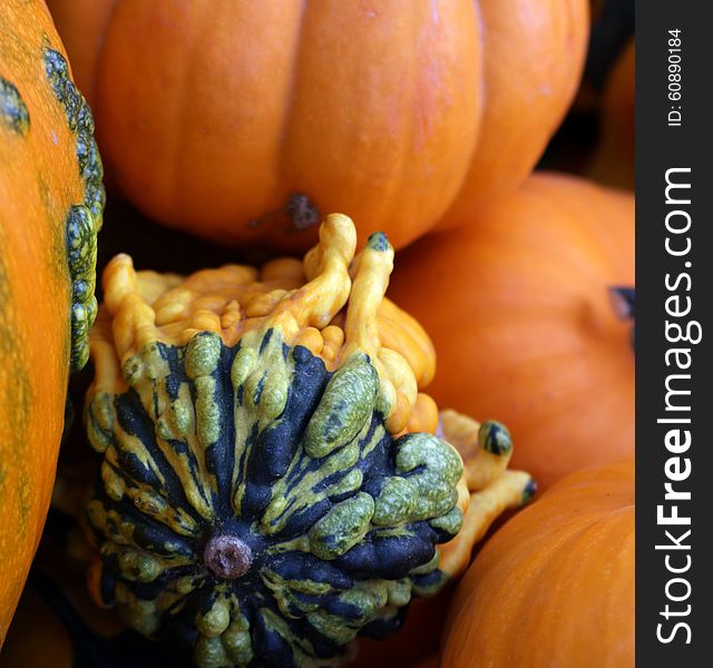 Decorative gourd snuggled amongst pumpkins. Decorative gourd snuggled amongst pumpkins