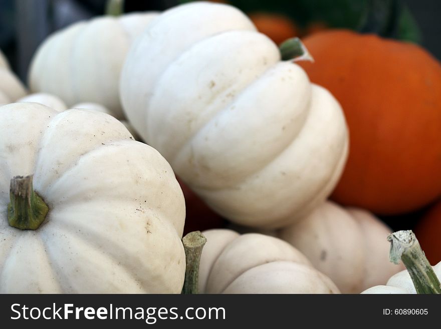 White pumpkins showcasing nature's beauty and bounty