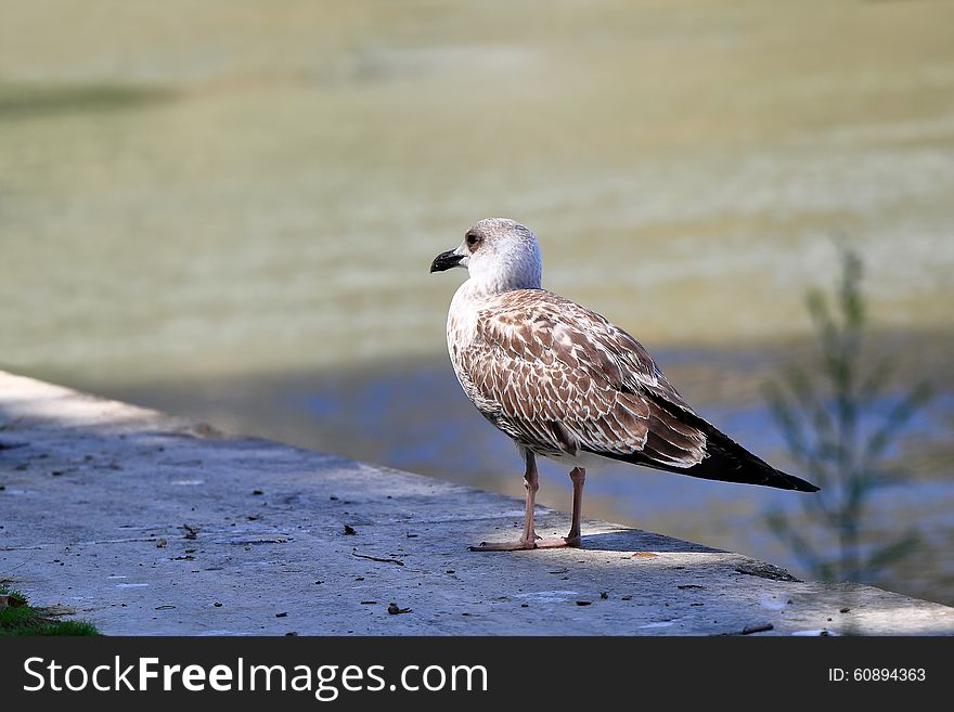 Seagull sitting on a white stone block in the shadow