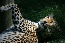 Leopard Royalty Free Stock Photo