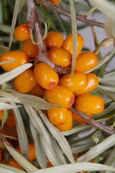 Sea-buckthorn Berries Stock Photo Sea-buckthorn Berries Stock Photo