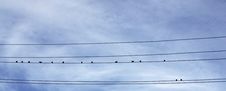 Birds On Conductor Royalty Free Stock Photo